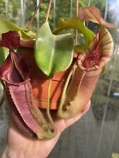Nepenthes bush veitchii for sale  Shipping to Ireland
