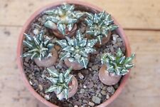 Adult plants ariocarpus for sale  Shipping to Ireland