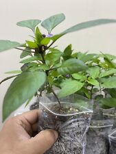 Chilli plant black for sale  HOUNSLOW