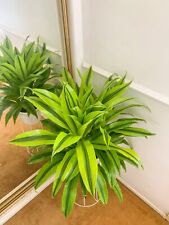 plant live plant dracaena for sale  Chatsworth