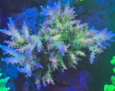 Confetti acropora sps for sale  MELTON MOWBRAY