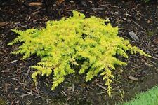 Juniperus conferta gold for sale  Enoree