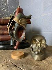 Antique vintage anatomical for sale  WARE