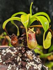 Nepenthes burkei halcon for sale  Shipping to Ireland