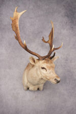 Fallow deer shoulder for sale  Wrightstown