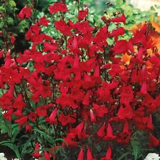 Penstemon eaton red for sale  Sevierville