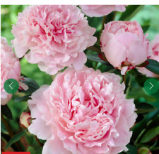 Peony plant pink for sale  DURHAM