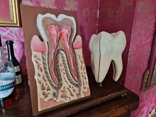 Anatomical antique tooth for sale  DARTFORD