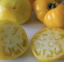 Lillian yellow tomato for sale  Bothell