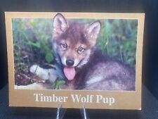 Postcard timber wolf for sale  Batavia