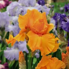 Iris blooming orange for sale  IPSWICH