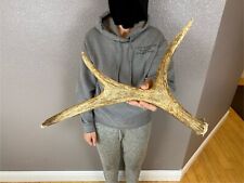 Shiras moose shed for sale  Moscow