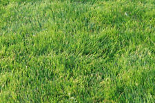 Zoysia zenith grass for sale  Shipping to Ireland