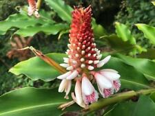 Gengibre de casca rara alpinia kawakamii flores verticais incomuns - 5 sementes comprar usado  Enviando para Brazil