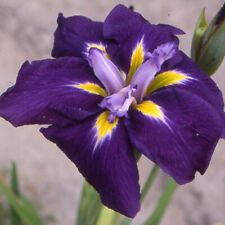 Iris japonais bleu d'occasion  Krautergersheim