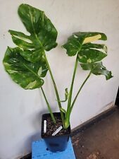 Used, MONSTERA THAI CONSTILLATION VARIEGATED 4 LEAVES WITH 1 NEW GROWTH TIP 5 LTR POT for sale  Shipping to South Africa