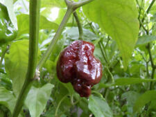 Peperoncino trinidad scorpion usato  Reggio Calabria