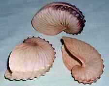 Brown paper nautilus for sale  Brielle