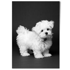 Maltese puppy white for sale  SELBY