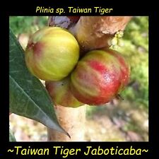 ~Tigre de Taiwan Jaboticaba~ Rara Plinia Taiwan Uva Tigre Árvore Frutífera planta pequena, usado comprar usado  Enviando para Brazil