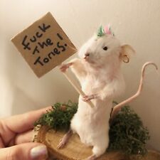 Taxidermy punk left for sale  LINCOLN