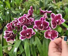 Orchid phalaenopsis miki for sale  Shipping to Ireland
