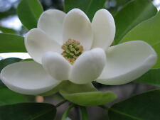 Sweetbay magnolia laurel for sale  Mcminnville