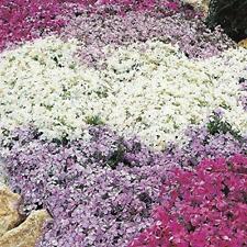 Pack creeping phlox for sale  UK