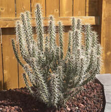 Whipple cholla cactus for sale  Redmond