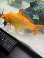 Large goldfish for sale  GLASGOW