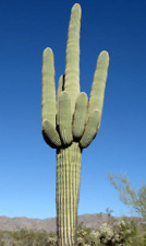 SAGUARO cactus GIGANTE carnegiea gigantea  25  semillas - seeds  comprar usado  Enviando para Brazil