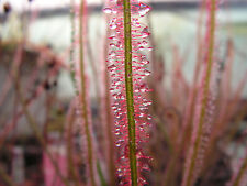 Drosera filiformis red for sale  Shipping to Ireland