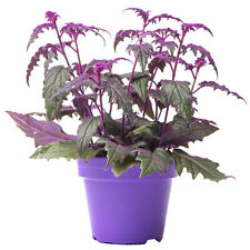 Gynura Purple Passion - Velvet Plant | Indoor Home Office Plant (10-20cm in Pot) for sale  UK
