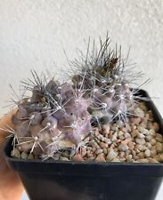 Copiapoa pepiniana vaso usato  Modena