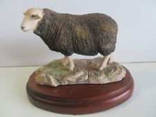 herdwick sheep for sale  HENFIELD