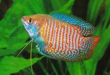 freshwater fish for sale  UK
