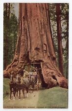Años 1910? DB - Wawona, Mariposa Big Tree Grove, Redwood Drive Thru Tree segunda mano  Embacar hacia Argentina