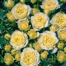 Patio dwarf rose for sale  CRANBROOK