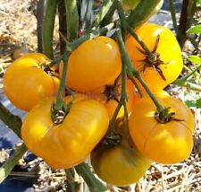 Tomatensamen russische sorte gebraucht kaufen  Beilngries