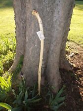 Tennessee walking stick for sale  Hollow Rock