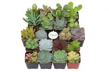 Succulent plant collection for sale  Chicago