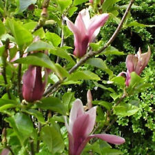 Magnolia liliflora nigra d'occasion  Pouzauges