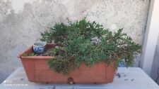 Pre bonsai ginepro usato  Roccella Ionica