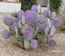 Cactus prickly pear for sale  Tucson