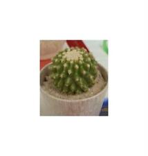 10x echinocactus grusonii gebraucht kaufen  Pfullingen
