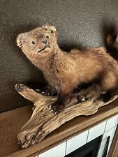 Fisher cat taxidermy for sale  Rock Springs