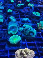 Favia coral frag for sale  Oceanside