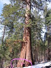 Używany, 40 GIANT SEQUOIA Sequoiadendron Giganteum Sierra Redwood Tree Nasiona * Płaski statek na sprzedaż  Wysyłka do Poland