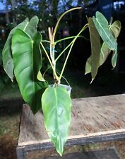 Philodendron esmeralda spirit for sale  Hollywood