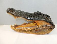 Huge alligator head for sale  Henderson